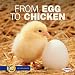 From Egg to Chicken (Start to Finish)