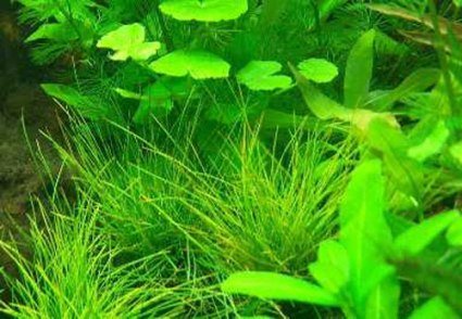 foreground mix aquatic plants, 10 pots, 5 different types