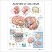 Search : Anatomy of the Brain Anatomical Chart 20" X 26"