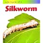 Life Cycle of a Silkworm