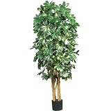 5 &acute; Schefflera Silk Tree - B001DQAZPU