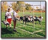 Combination Helmet/Shoulder Pad Racks (24 Pads and Helmets)