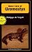 Basic  of Uromastyx (General Care and Maintenance of Series) (General Care and Maintenance of Series)