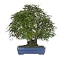 Brussel's Japanese Maple Specimen Tree