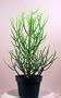 Pencil Cactus - Euphorbia - Easy to grow/Hard to kill!