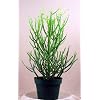 Pencil Cactus Euphorbia Easy Grow