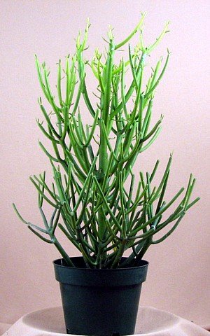 Pencil Cactus