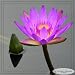 NATURE'S PHOTOGRAPHIC ARTISTRY BY DSW - Water Lily - Photography Print 8
