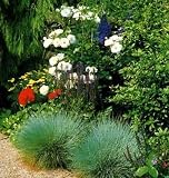 BLUE FESCUE ORNAMENTAL GRASS 50 SEEDS