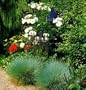 BLUE FESCUE ORNAMENTAL GRASS 50 SEEDS