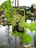  Weinrebe Lakemont...