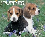 Just Puppies 2007 Calendar (Just)