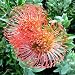 LEUCOSPERMUM CORDIFOLIUM Pincushion Protea 5 seeds