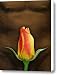 Prime Canvas Print / Canvas Art - Artist Torie Tiffany