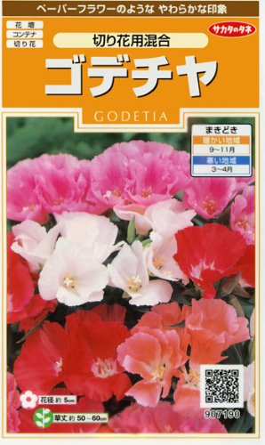 ゴデチャ　切り花用混合　種子 [サカタのタネ]