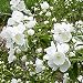 Philadelphus 