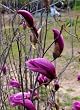 Saucer Magnolia "Betty" Five Gallon Tree