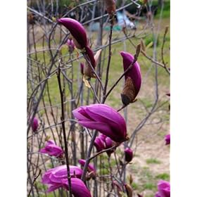 Saucer Magnolia Betty Five Gallon Tree by 