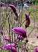 Saucer Magnolia "Betty" Five Gallon Tree