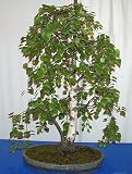 European White Birch 15 Seeds-Betula -Tree/Bonsai