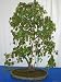 European White Birch 15 Seeds