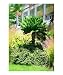 Cycad Oil painting, Fairchild Tropical garden, Miami, Florida Botanical Giclee Poster Print by Palm Images, 8x10