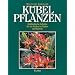 K�belpflanzen: S�dl�ndische Geh�lze f�r die Kultur in T�pfen und K�beln