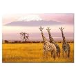 Amboseli National Park, Kenya Jigsaw Puzzle 1000pc