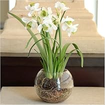 December birth flower