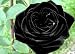 Black of Night Rose Seeds Bush Flower Seeds Black of Night Rose Seeds Bush Flower Seeds