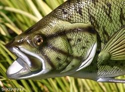 Taxidermy 12" Fiberglass Small Mouth Bass Statue