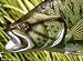 Taxidermy 12" Fiberglass Small Mouth Bass Statue