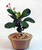 Amazon / Hirts: Bonsai: Red Crown of Thorns Shohin Bonsai Tree - Euphorbia