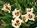 Daylily Series #1 - 24