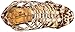Luichiny Women's Take A Bow Platform Sandal