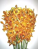 Gifts - Fresh Cut Gold Mokara Orchids for Birthday, Anniversary, Thank You..