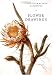 Flower Drawings (Fitzwilliam Museum Handbooks)