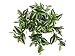 15 Water-Resistant Wandering Jew Bush x7 Green White (Pack of 12)