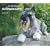 Schnauzers, For the Love of 2009 Deluxe Wall Calendar (Multilingual Edition)