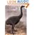 Extinct Birds (Comstock books)