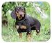 dachshund18 - Dachshund Mouse Pad