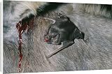 Canvas Prints of Vampire BAT - feeding, drinking blood from Donkey from Ardea Wildlife Pets