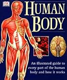 Human body