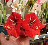 Amaryllis AMICO ®