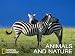 Animals & Nature