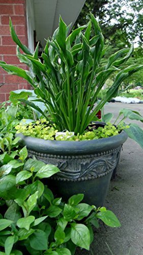 Praying Hands Hosta - NEW! - UNIQUE! - INTERESTING - Gallon Pot