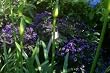 Iowa Heliotrope --6 by 6 Inch Container by Monrovia Growers