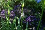 Iowa Heliotrope --6 by 6 Inch Container by Monrovia Growers