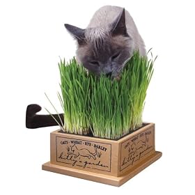 Kitty's Garden - Organic Grass Seed by Kitty's Garden