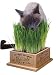 norwegian forest - Kitty's Garden - Organic Grass Seed